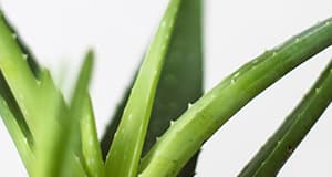 Aloe vera on monipuolinen kaunistaja