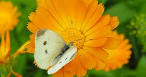 Calendula eli kehäkukka parantaa, rauhoittaa ja palauttaa
