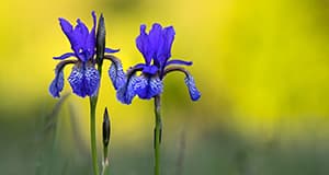 Tasapainottava iiris